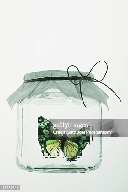 butterfly in glass jar with paper cover - chasing butterflies stock pictures, royalty-free photos & images