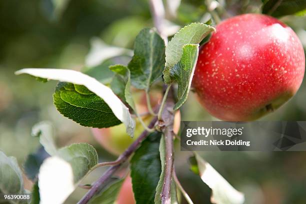 perfect ripe red apple - bishop's stortford stock pictures, royalty-free photos & images