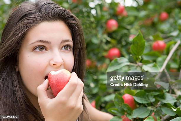 eating red apple 01 - bishop's stortford stock pictures, royalty-free photos & images