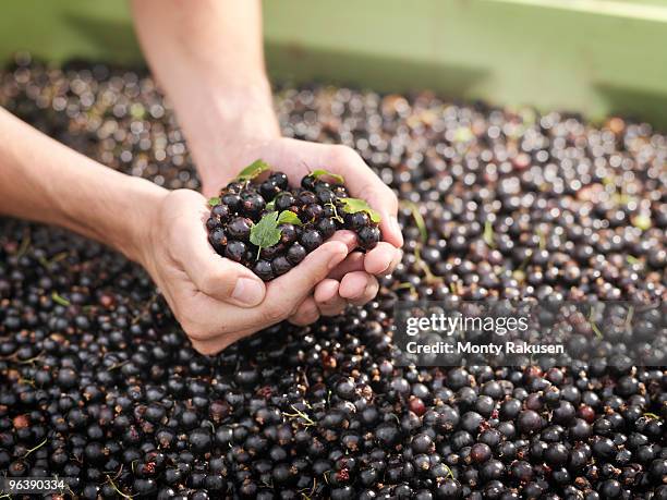 hands holding harvested blackcurrants - blackcurrant stock pictures, royalty-free photos & images