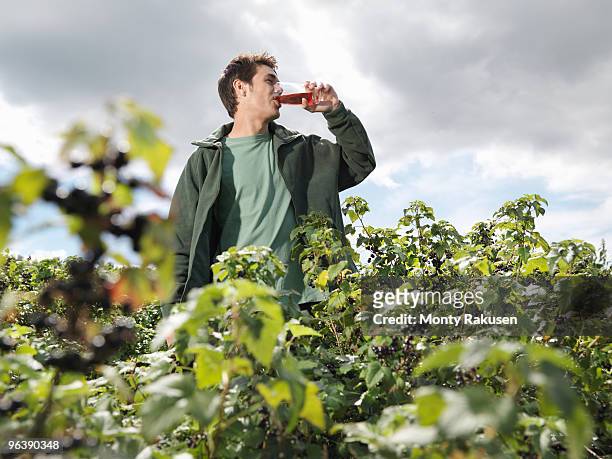man with juice in blackcurrant field - casis fotografías e imágenes de stock
