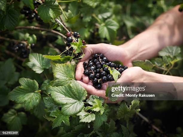 hands holding harvested blackcurrants - johannisbeere stock-fotos und bilder