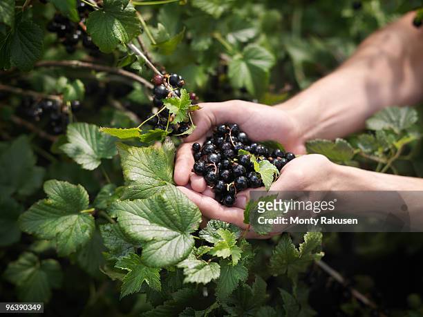 hands holding harvested blackcurrants - black currant stockfoto's en -beelden