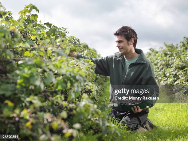 man harvesting blackcurrants - black currant stock pictures, royalty-free photos & images