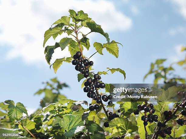 ripe blackcurrants on shrub - blackcurrant stock pictures, royalty-free photos & images