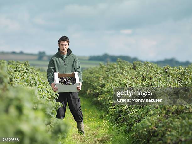 man holding harvested blackcurrants - blackcurrant stock pictures, royalty-free photos & images