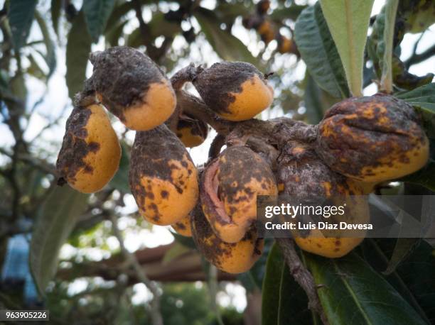 bad loquat fruits - planta com peste imagens e fotografias de stock