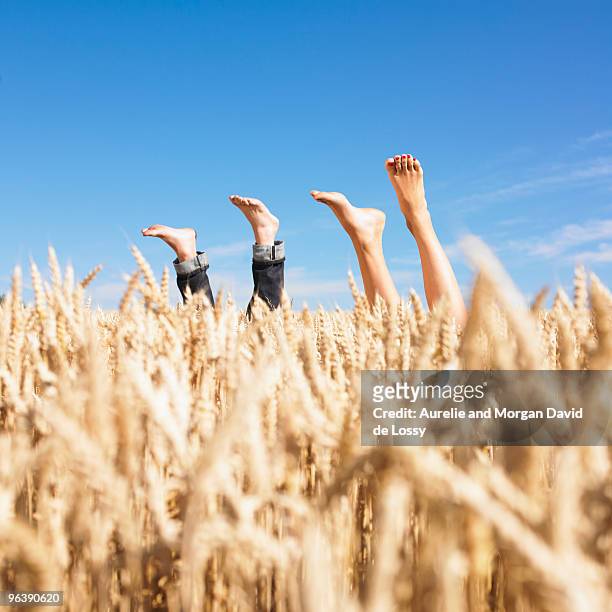 legs in wheat field - girlfriend feet stock pictures, royalty-free photos & images