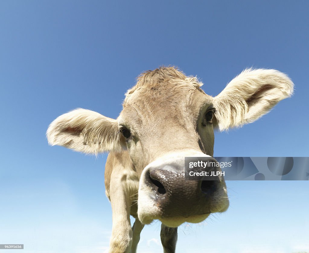 Cow in field, close-up