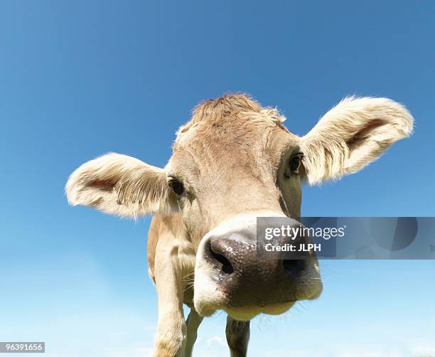 4,438 Funny Farm Animals Photos and Premium High Res Pictures - Getty Images 4,438 Funny Farm Animals Photos and Premium High Res Pictures - Getty Images