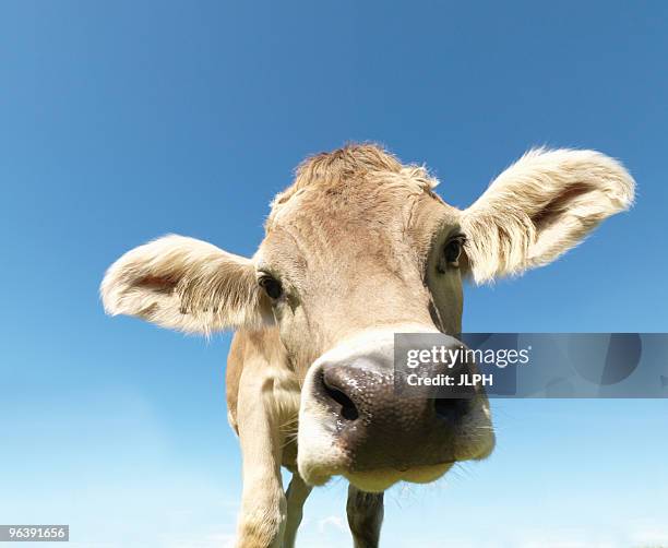 cow in field, close-up - funny cow stock pictures, royalty-free photos & images