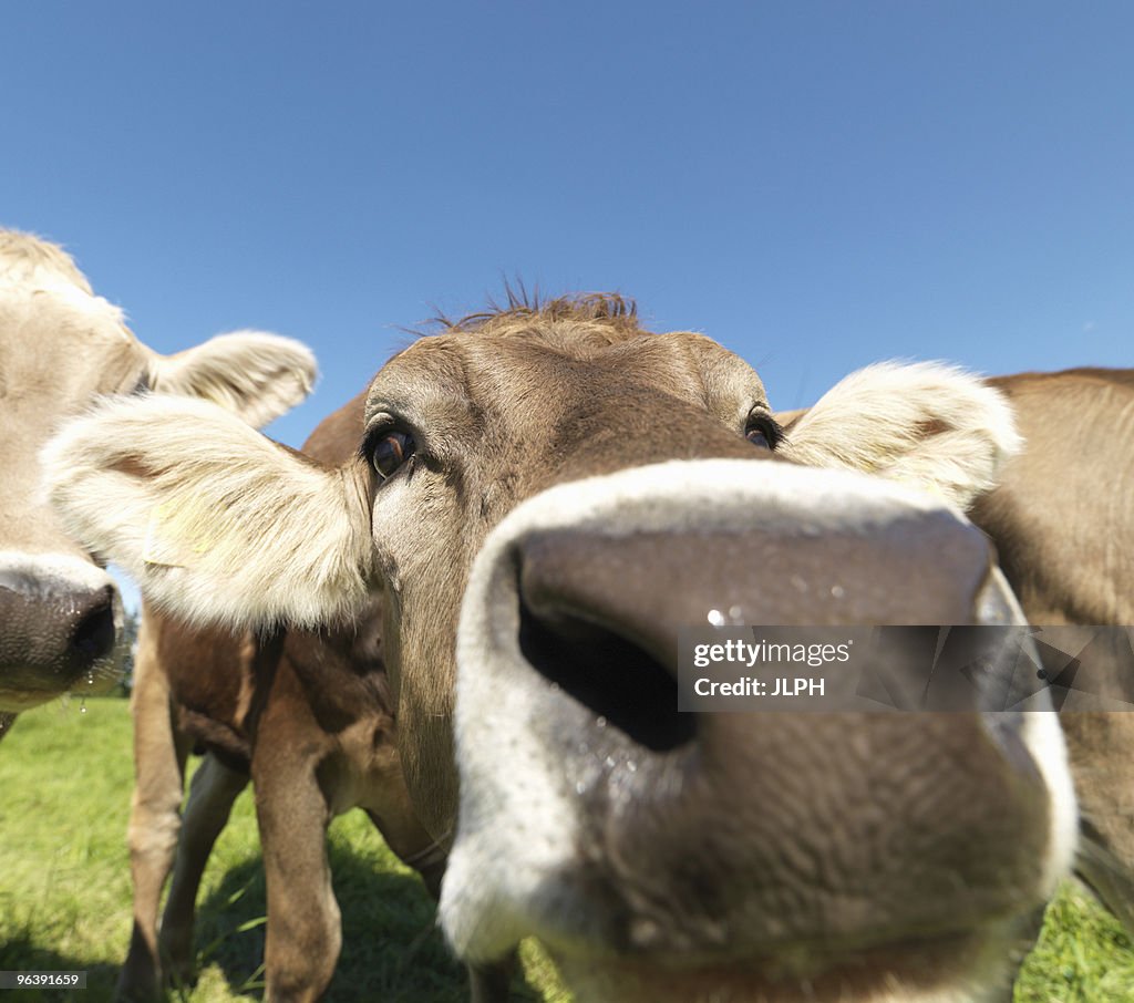 Cows in field, close-up