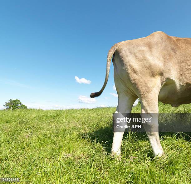 473 Cow Rear View Stock Photos, High-Res Pictures, and Images - Getty ...