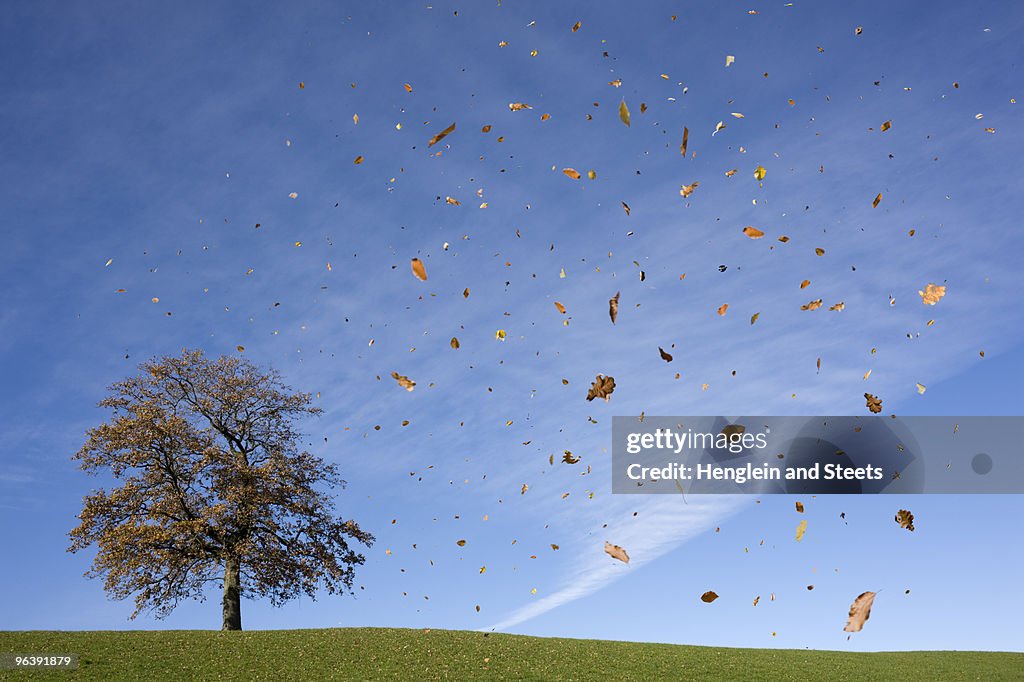 Oak tree on hill, falling leaves, autumn