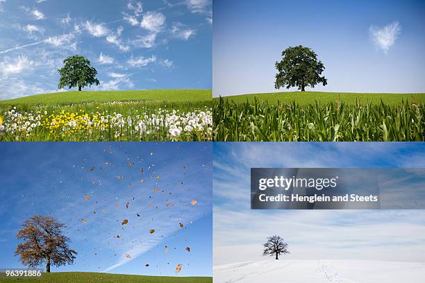 oak tree on hill in four seasons - season change stock pictures, royalty-free photos & images