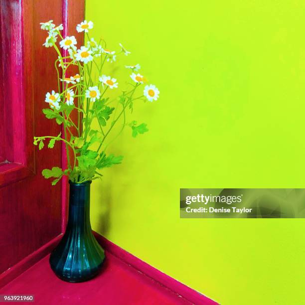 feverfew daisies - chrysanthemum parthenium stock pictures, royalty-free photos & images