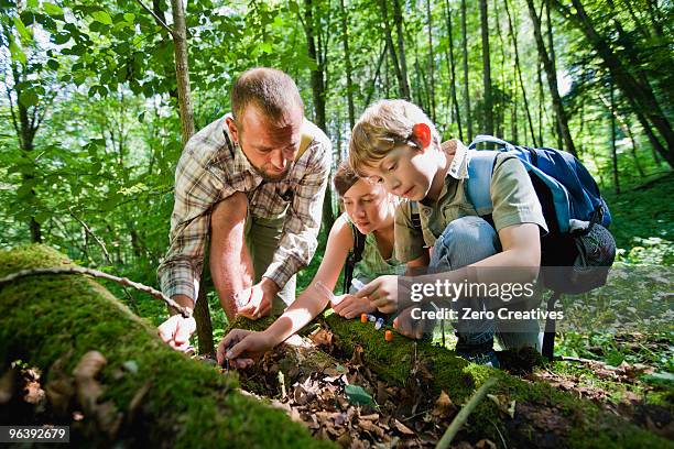 teacher and pupils at the wood - field trip imagens e fotografias de stock