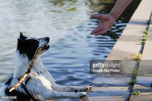 Dogs are seen playing in the Pole Mokotowskie park in Warsaw, Poland on May 30, 2018. Temperatures reached an unusally high 30 degrees Celsius on...