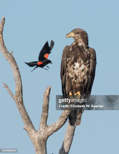 angry red winged black bird teasing a bald eagle - black eagle stock pictures, royalty-free photos & images