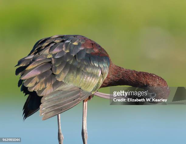 beautiful glossy ibis preening - glossy ibis stock pictures, royalty-free photos & images