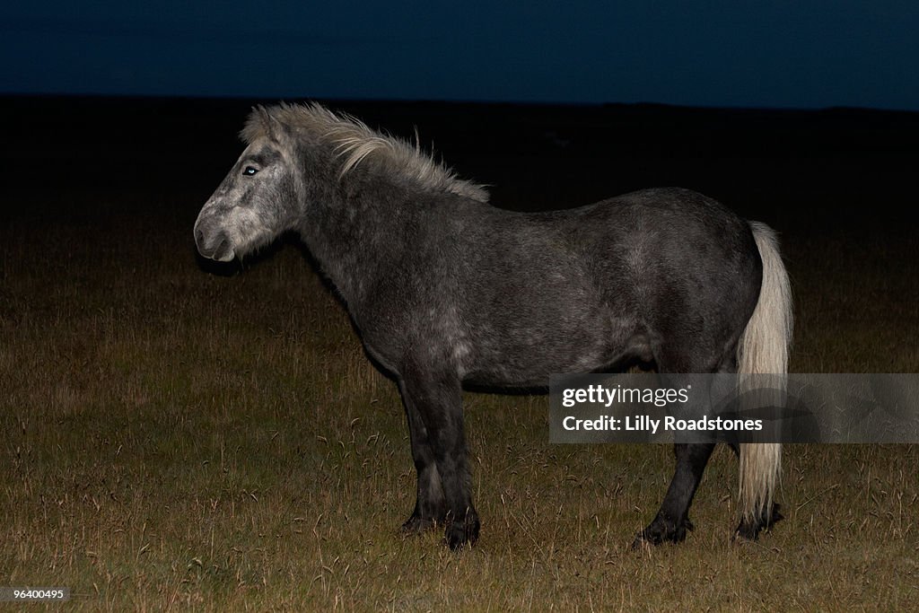 Lcelandic horse