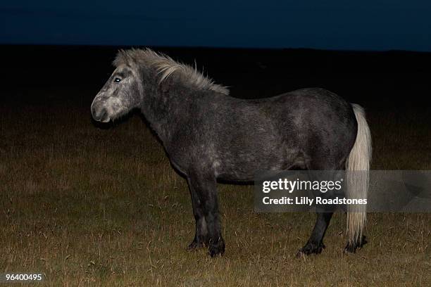 lcelandic horse - lilly roadstones stock pictures, royalty-free photos & images