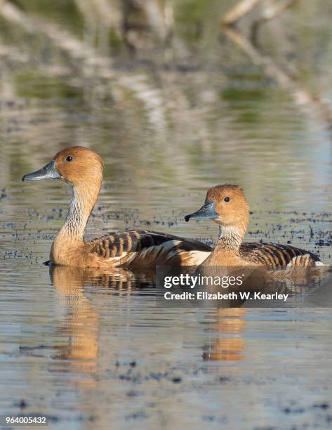 pair of fulvous whistling ducks - dendrocygna stock pictures, royalty-free photos & images