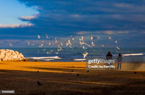 feeding birds on the beach - ken ilio fotografías e imágenes de stock