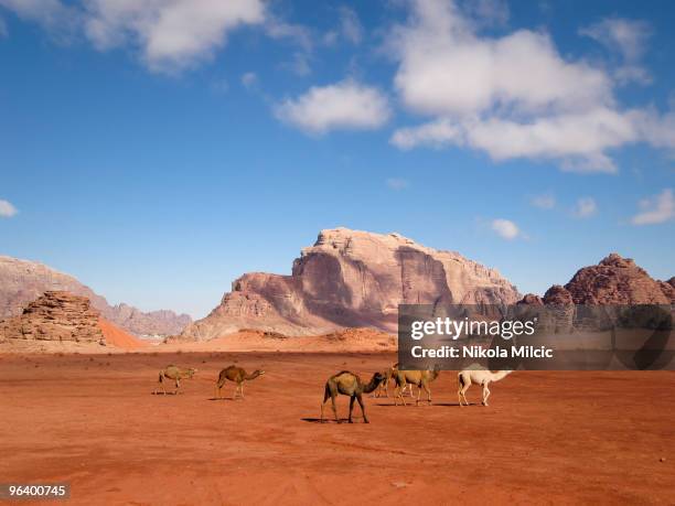 camels walking through the desert - jordan stock pictures, royalty-free photos & images