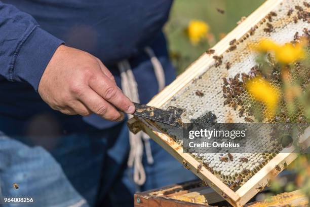 Inspecting Insect 1,947 Worker Insect Stock Photos, High-Res Pictures, and Images - Getty ...