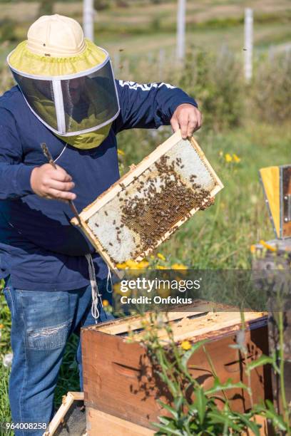 Worker Insects 1,947 Worker Insect Stock Photos, High-Res Pictures, and Images - Getty ...