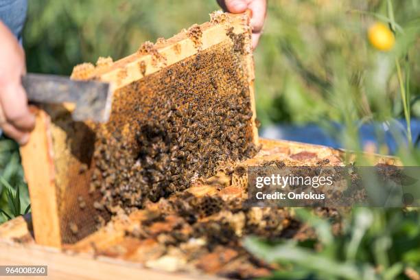 Worker Insects 1,947 Worker Insect Stock Photos, High-Res Pictures, and Images - Getty ...