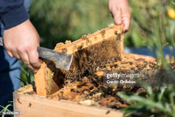 Worker Insects 1,947 Worker Insect Stock Photos, High-Res Pictures, and Images - Getty ...