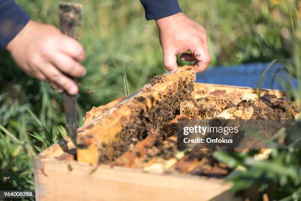 Inspecting Insect 1,947 Worker Insect Stock Photos, High-Res Pictures, and Images - Getty ...