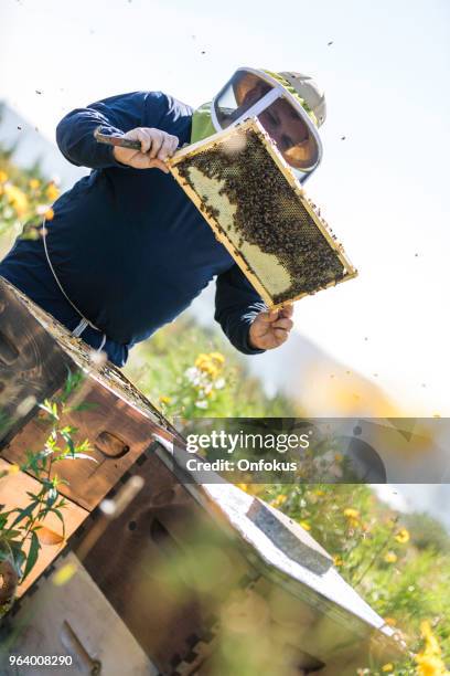 Worker Insects 1,947 Worker Insect Stock Photos, High-Res Pictures, and Images - Getty ...