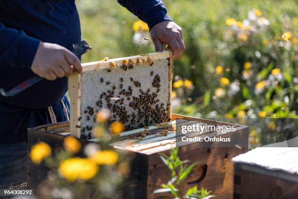 Worker Insects 1,947 Worker Insect Stock Photos, High-Res Pictures, and Images - Getty ...