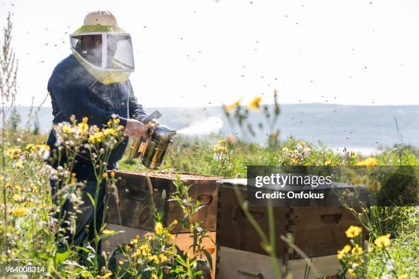 Worker Insects 1,947 Worker Insect Stock Photos, High-Res Pictures, and Images - Getty ...