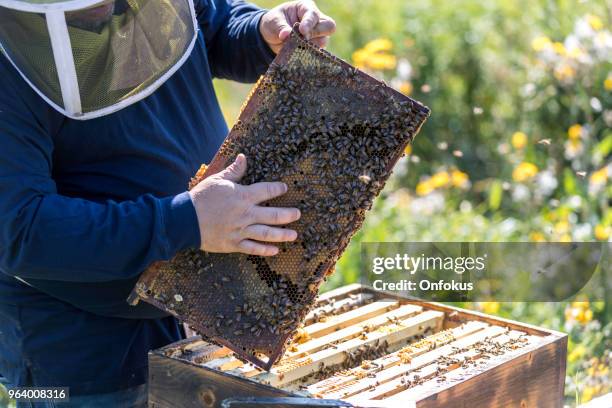Inspecting Insect 1,947 Worker Insect Stock Photos, High-Res Pictures, and Images - Getty ...