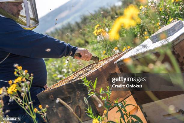 Inspecting Insect 1,947 Worker Insect Stock Photos, High-Res Pictures, and Images - Getty ...