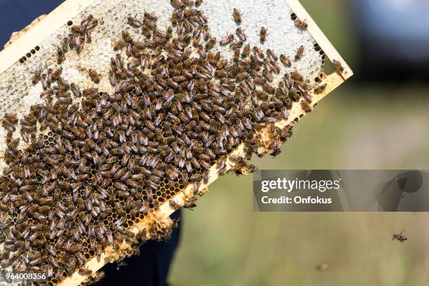 Worker Insects 1,947 Worker Insect Stock Photos, High-Res Pictures, and Images - Getty ...