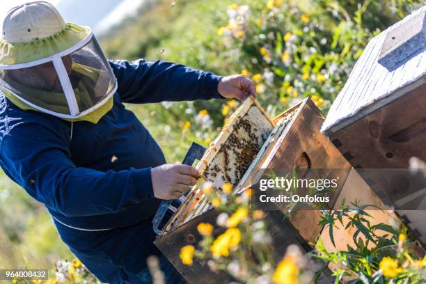Inspecting Insect 1,947 Worker Insect Stock Photos, High-Res Pictures, and Images - Getty ...