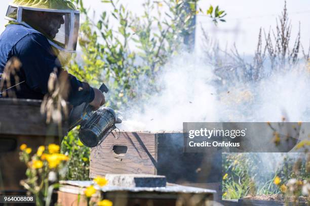 Worker Insects 1,947 Worker Insect Stock Photos, High-Res Pictures, and Images - Getty ...