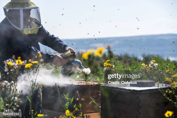 beekeeper at work, cleaning and inspecting hive - bees working together stock pictures, royalty-free photos & images