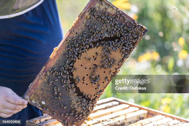 Worker Insects 1,947 Worker Insect Stock Photos, High-Res Pictures, and Images - Getty ...