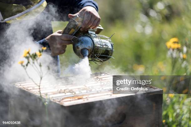 beekeeper at work, cleaning and inspecting hive - onfokus stock pictures, royalty-free photos & images