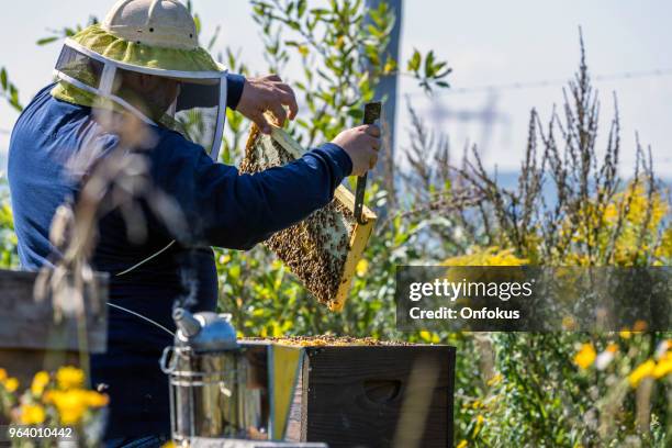 beekeeper at work, cleaning and inspecting hive - onfokus stock pictures, royalty-free photos & images