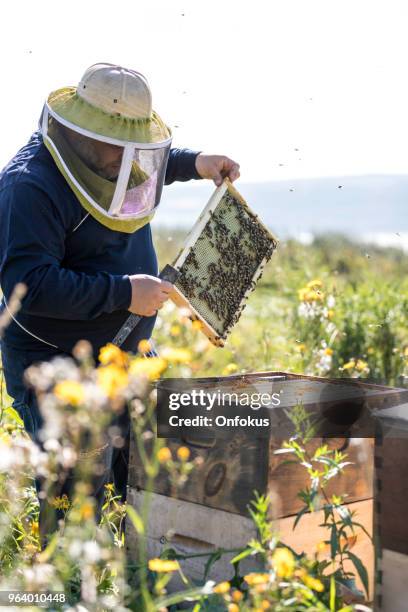 beekeeper at work, cleaning and inspecting hive - onfokus stock pictures, royalty-free photos & images