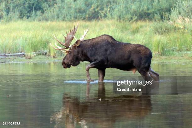 Adult Shiras Bull Moose reflected in water near shore of Fishercap Lake on the Swiftcurrent hiking trail in the Many Glacier region of Glacier National Park during the 2017 fall fires in Montana United States
