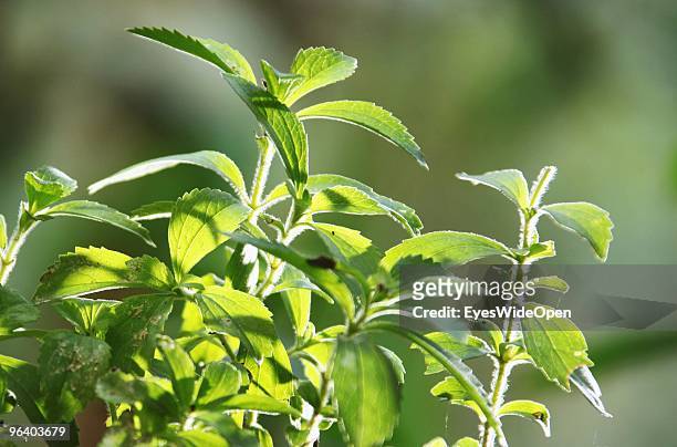 Stevia plant , a natural healthy sweetener in Kumily on January 04, 2010 in Kumily near Trivandrum, Kerala, South India.