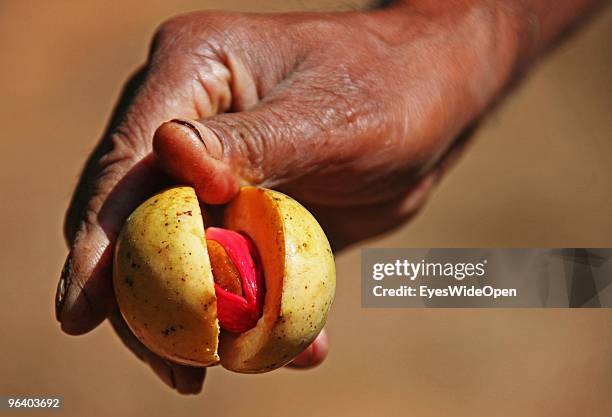 Fruit of a nutmeg in a tropical spice garden in Kumily on January 06, 2010 in Kumily near Trivandrum, Kerala, South India.